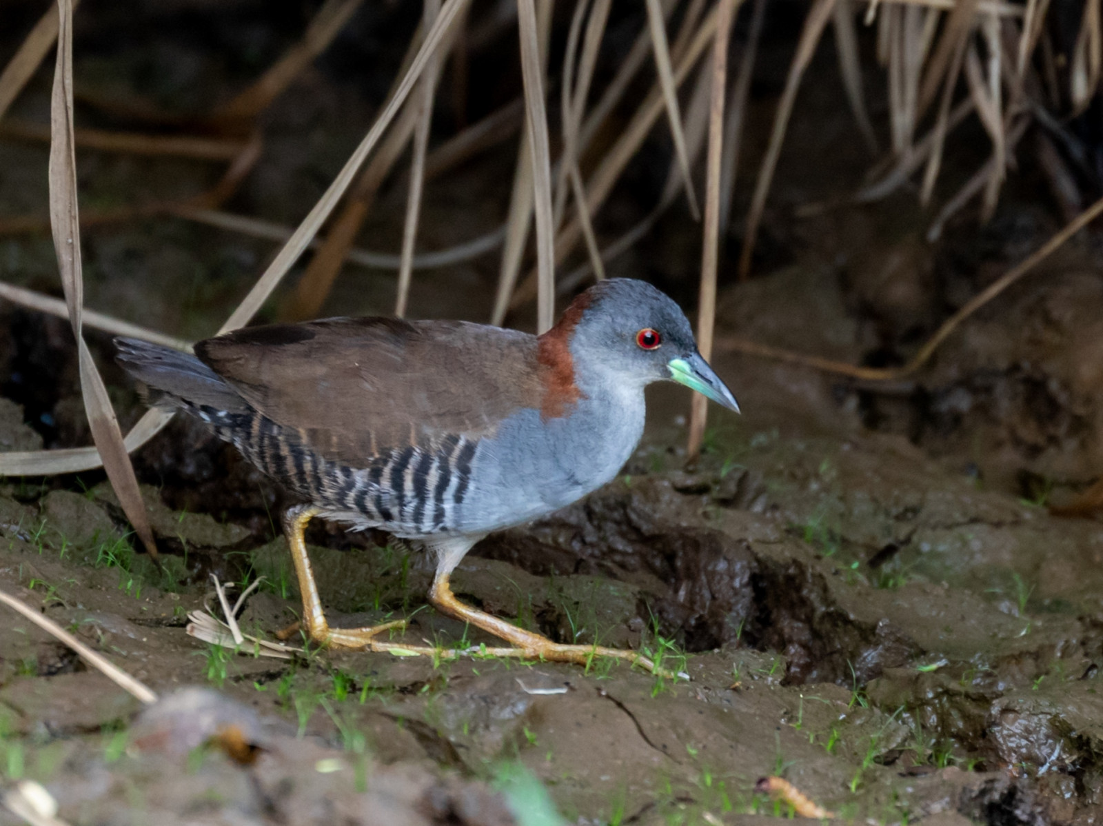 image Grey-breasted Crake